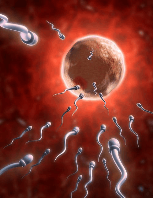 什么时候最容易受孕