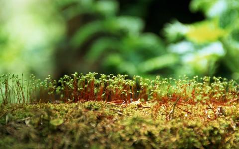 新生的绿色嫩芽