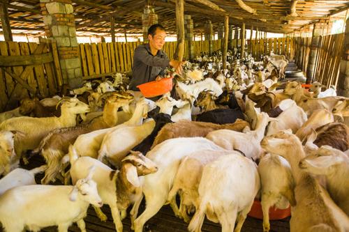 县双台乡茅塔寺村茂源山羊养殖专业合作社的社员王定斌在给山羊喂食料