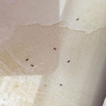 床垫起虫子了,请问这是什么虫子