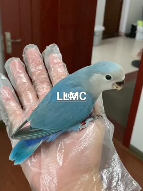 蓝银_鹦鹉_牡丹_手养牡丹鹦鹉_宠物_宠物其他