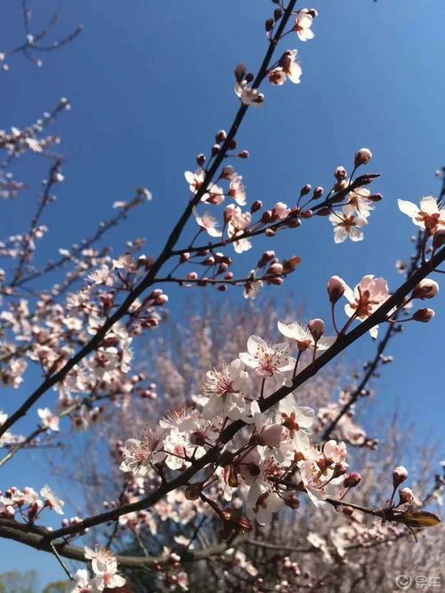 羽衣常带烟霞色,不惹人间桃李花