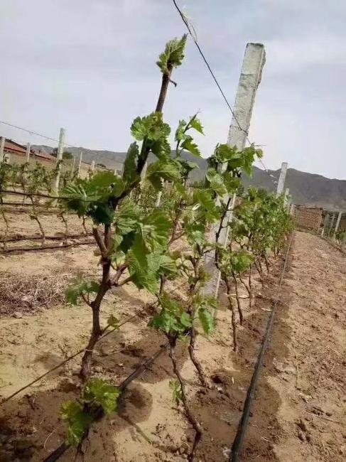 葡萄专用滴灌