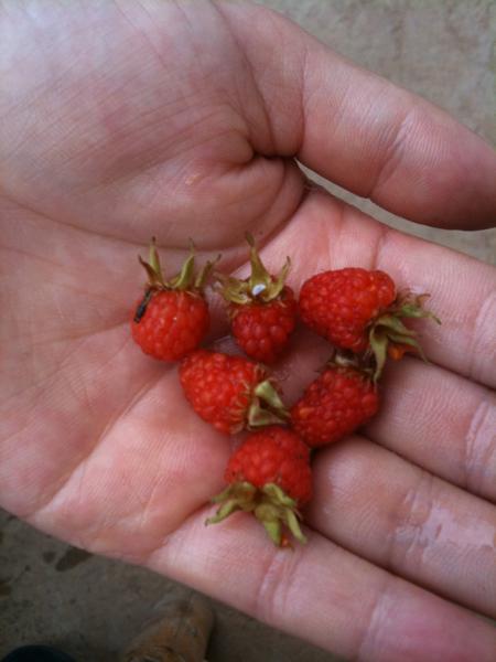 请问图片中的红色果子叫什么名字?