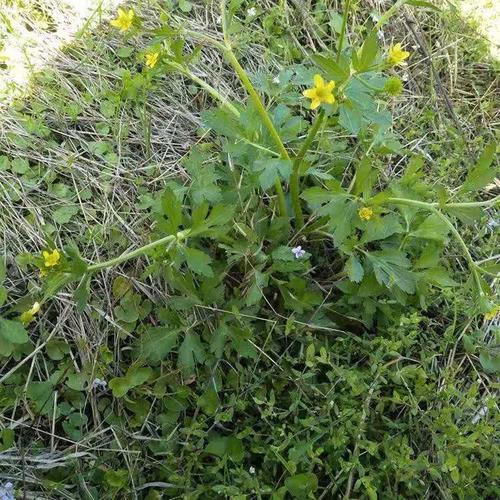 山辣椒中草药野生新鲜毛茛草茴茴蒜起泡菜外用外敷起泡 紫茎毛茛