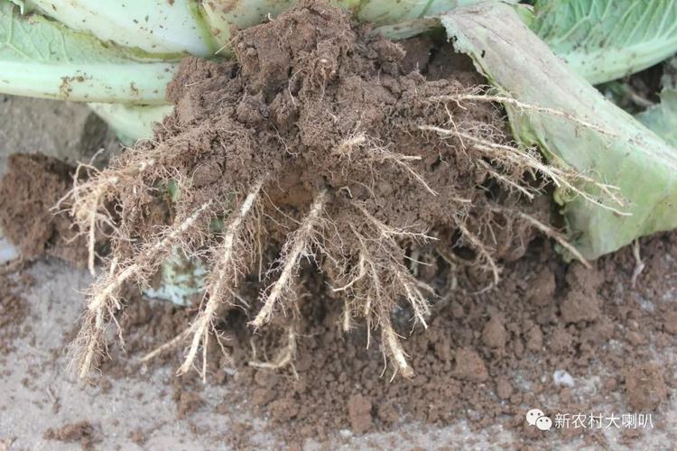 光碳核肥白菜根系