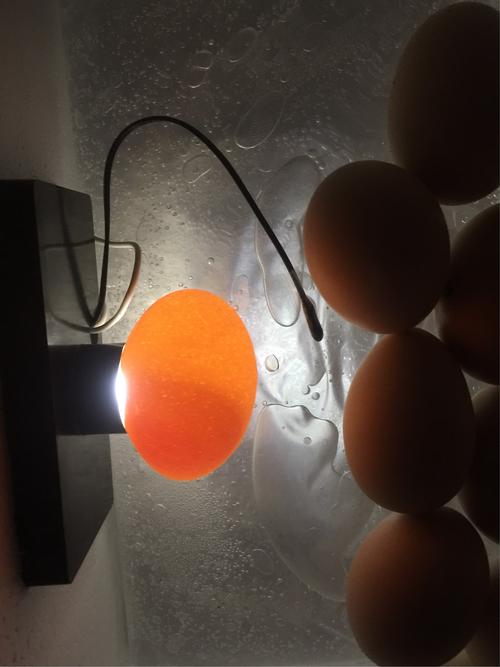 2018年10月3日,孵化小鸡第3天,第一次照灯,可以看见蛋黄,有三颗种蛋