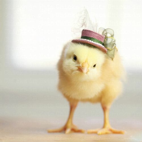 戴帽子萌萌的小鸡图片大全