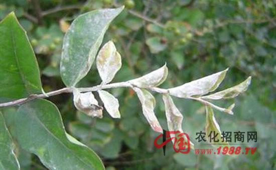 金银花白粉病是金银花上常见病害,全国各种植区广泛发生,危害严重