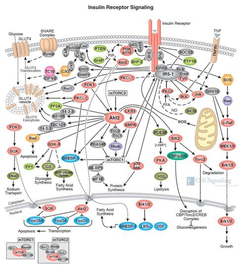 细胞信号通路图解介绍之细胞代谢相关通路