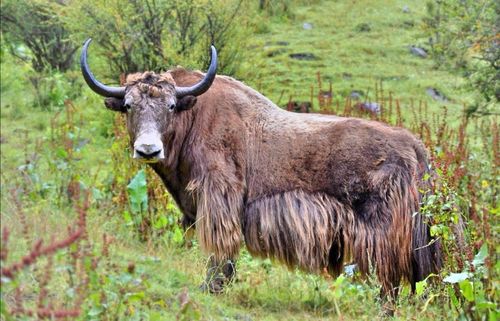 新西兰丨坐蒸汽船去高原牧场看萌宝宝(续)