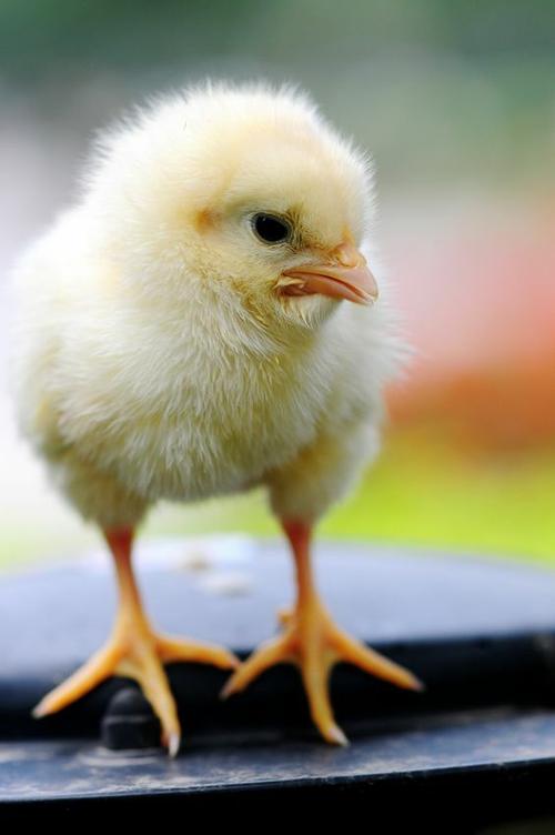 其它 金海螺幼儿园美术2班～小鸡 写美篇1,愿意亲近小动物,感受新表现