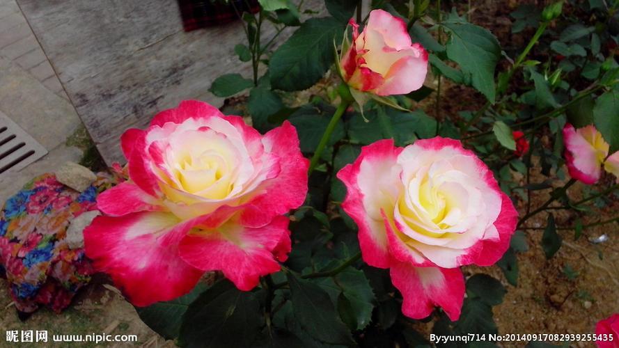 大花精品月季,红双喜 香水月季 花期一年280天 4年带花苞发货