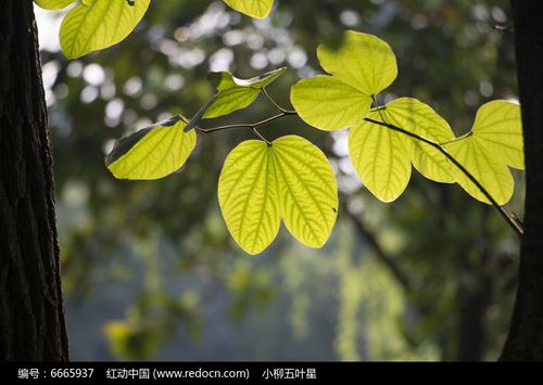 剔透的紫荆花叶子