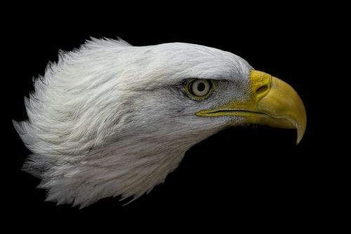 bald eagle on black by daniel ripplinger / dansphotoart on 500px