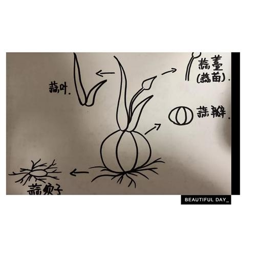 版本课程——大蒜的秘密 写美篇 语言活动:认识大蒜   认识大蒜的结构