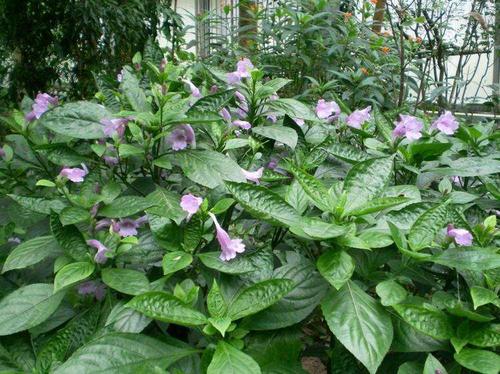 繁殖:播种科属:爵床科紫云菜属别名:板蓝,大青叶学名:strobilanthes