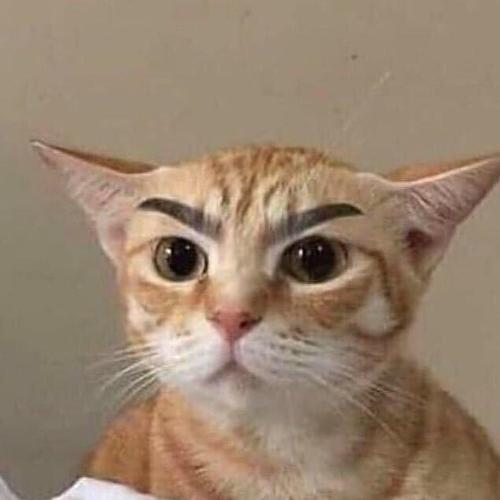 我又来更新啦! 沙雕小猫咪给大家康康!