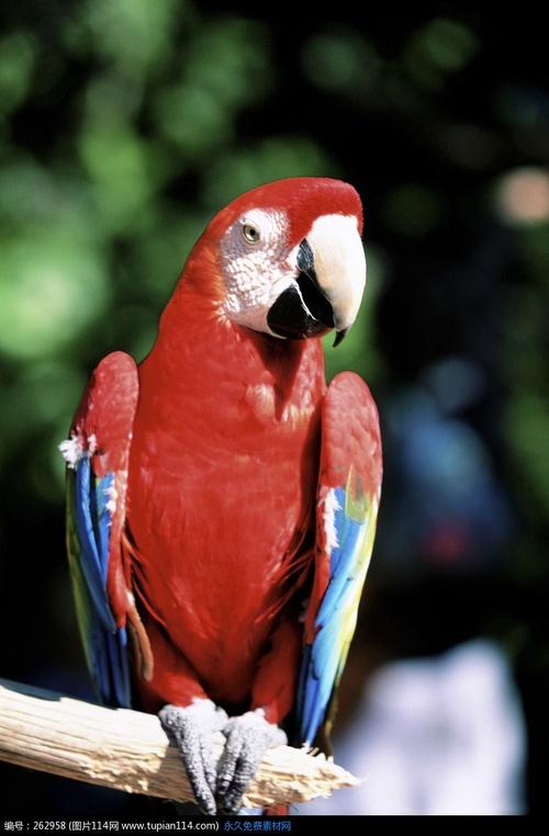 树枝上的红色虎皮鹦鹉