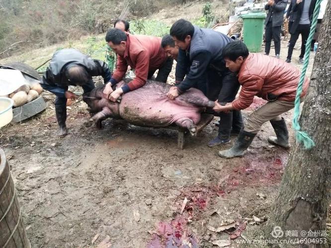 磨刀霍霍向肥猪,按倒在案板上,铁板定钉,你已是案板上的肉任人宰割!