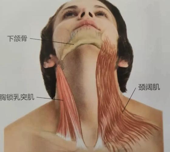 下颌骨位置图片