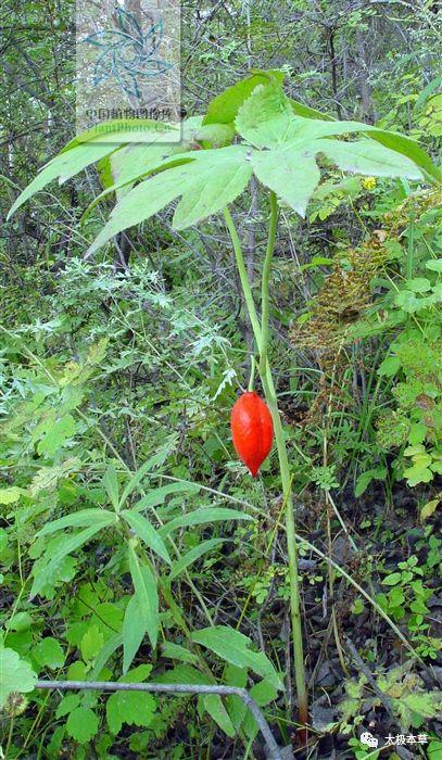 鬼臼见过吗能祛风除湿活血止痛祛痰止咳