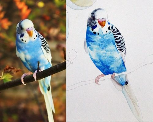 鹦鹉绘制过程