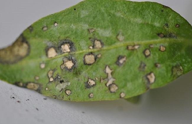 辣椒种植的病虫害图片及防治办法 四,辣椒叶枯病1,病状这是一种危害