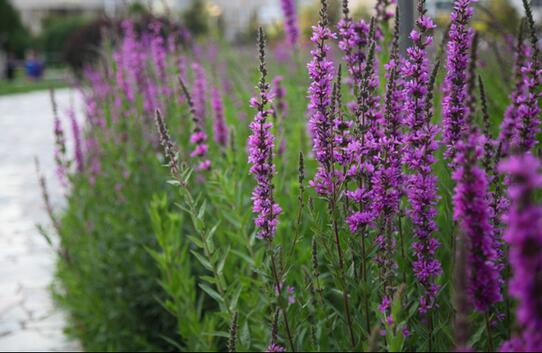 马鞭草盆栽图片大全