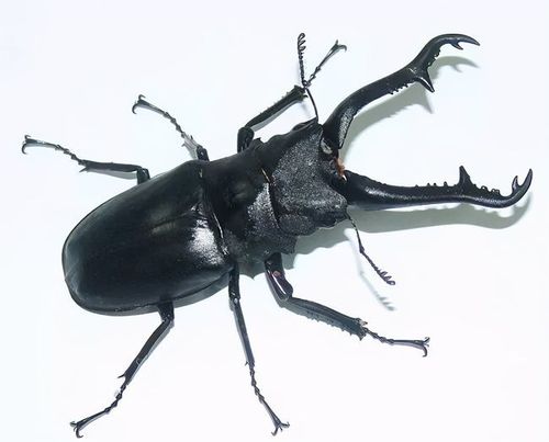 摔跤,相扑和综艺,日本人将甲虫们玩出花样,却让玻利维亚人头疼