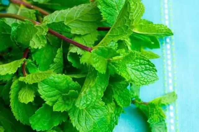 猫薄荷 猫薄荷也是很常见的植株了,市面上很容易就能买到一盆.