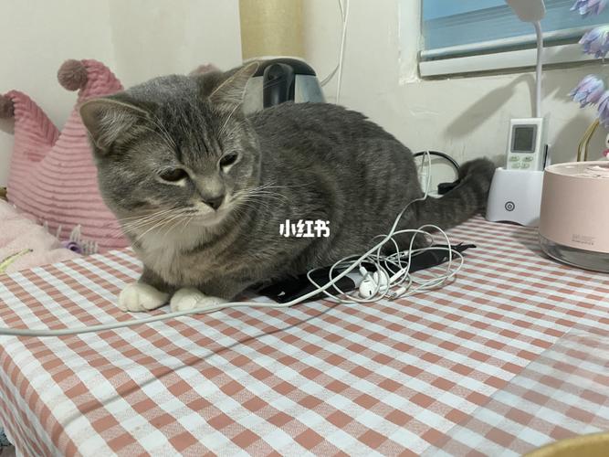 小串串猫_串串_蓝猫_卖萌_猫咪_吸猫_宠物_猫
