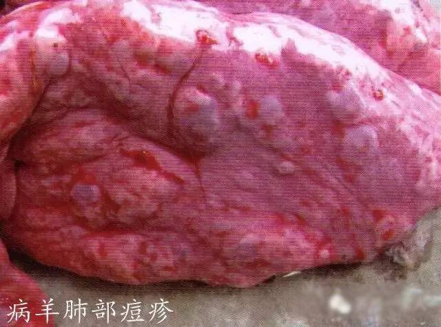 养羊户注意:养羊出现羊痘(天花)再也不用怕!
