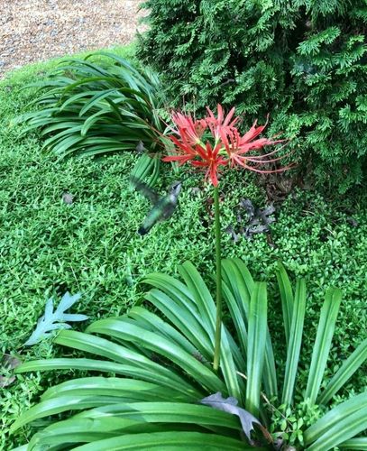 常被用作景观植物的红花石蒜,想让它开花,需满足几个条件