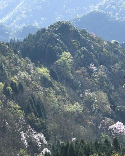 吴家后山辛夷欣赏(副本)
