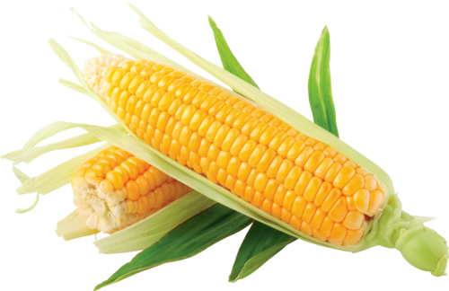 corn png image-5273