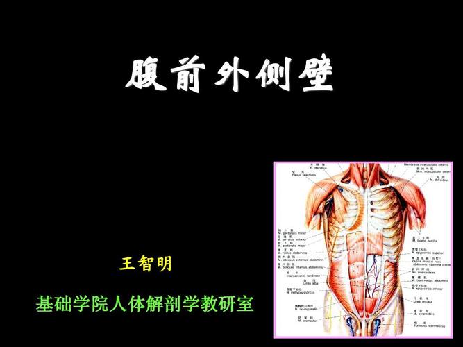 腹前外侧壁ppt
