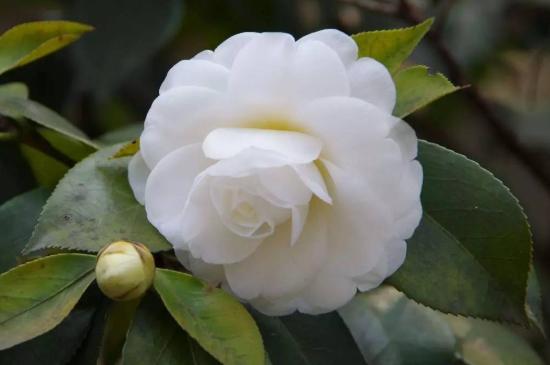 白山茶花的寓意是什么 白山茶花花语