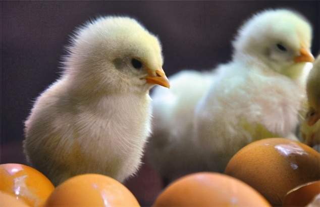 蛋鸡孵化的注意事项有哪些?