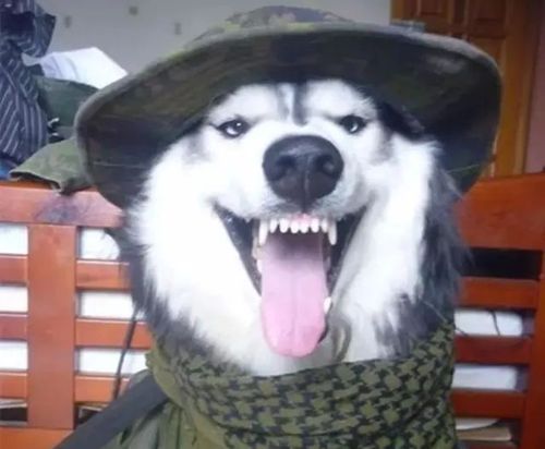 不就是微笑嘛说的像我哈士奇不会似的