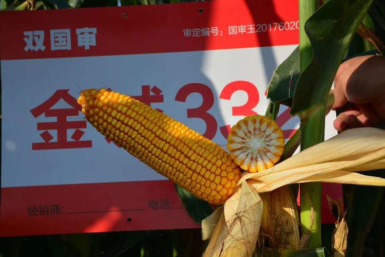 金诚332是河南金苑种业股份有限公司,用jc1672×jc1003选育而成的玉米