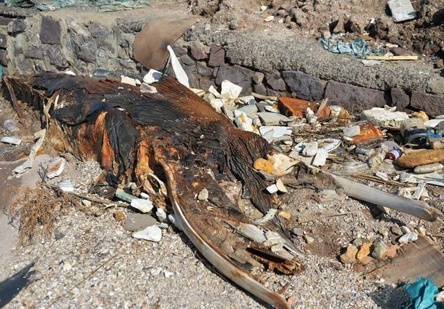 这具尸体由于高度腐烂,已看不出为何种生物.