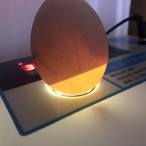 在祩5天和祩5天时,就可用手电筒给鸡蛋宝宝照"x"光,可看到