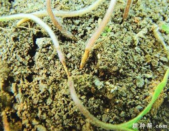 [番茄病虫害防治] 番茄猝倒病如何防治?