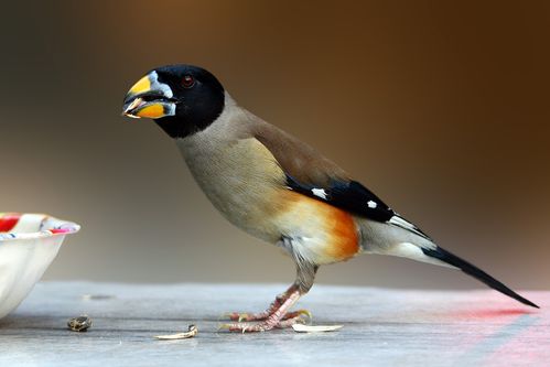 吃瓜子的蜡嘴鸟