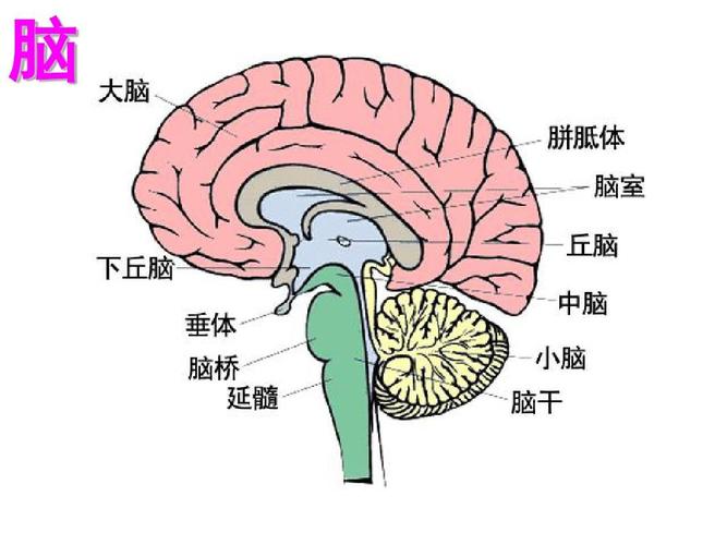 七年级生物下册_神经系统的组成课件__人教新课标版ppt