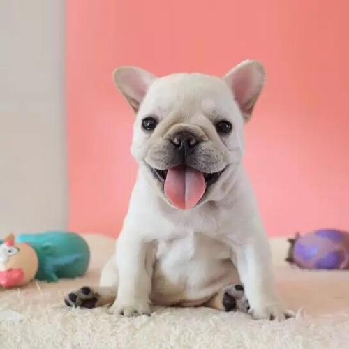 法斗幼犬纯种活体斗牛犬奶油色黑白法国斗牛犬蓝色短毛法牛宠物狗