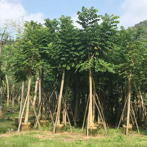光杆火焰木15分 本地火焰木 地苗和袋苗绿化行道林苗木本地直销