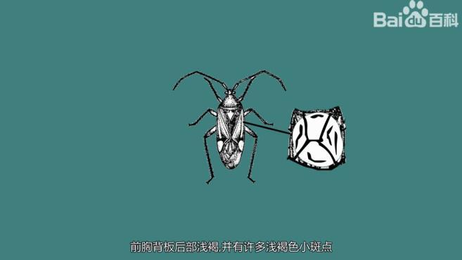 盲蝽的种类有哪些