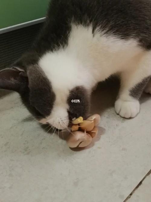 抓到一只偷大蒜的小猫98_猫咪_客厅_猫咪日常_宠物_猫_晒猫